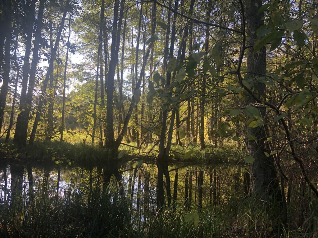 sich im Waldsee spiegelnde Bäume